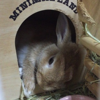 ミニうさぎの里親さん募集です。