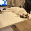 1歳 三毛猫 メス