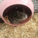 ハムスター 