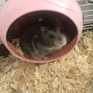 ハムスター 