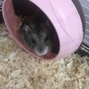 ハムスター  サムネイル3