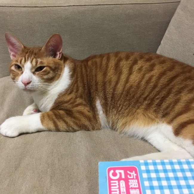 モモアンのカバー写真