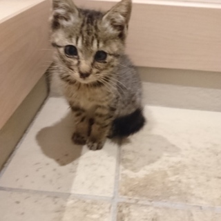 生後１ヶ月の女の子です！