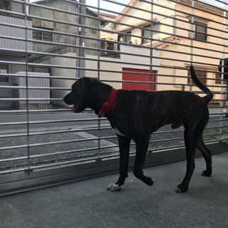 トライアル中土佐ピット男の子