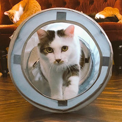 【猫初心者歓迎】猫を飼うための第一歩