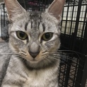 捨て猫あみちゃん若くしてママに。子供達と一緒に