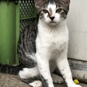 生後4カ月位兄妹猫避妊去勢済み