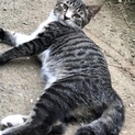 生後4カ月位兄妹猫避妊去勢済み