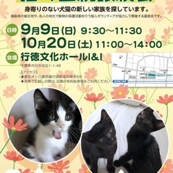 猫の里親譲渡会