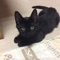 黒猫姉妹こしあんつぶあん