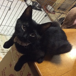 「黒猫姉妹こしあんつぶあん」サムネイル2