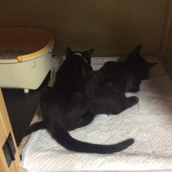 「黒猫姉妹こしあんつぶあん」サムネイル3