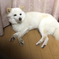 ポッキー
