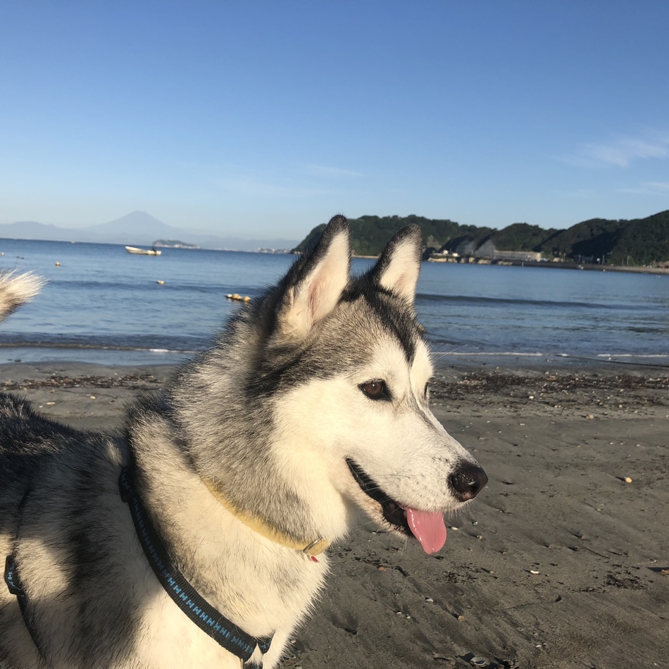 ハナのカバー写真