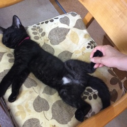 「黒猫姉妹　つぶあん」サムネイル1