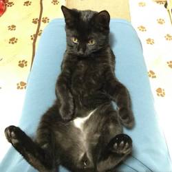 「黒猫姉妹　つぶあん」サムネイル2