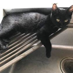 「黒猫姉妹　つぶあん」サムネイル3