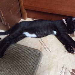 黒猫姉妹こしあん