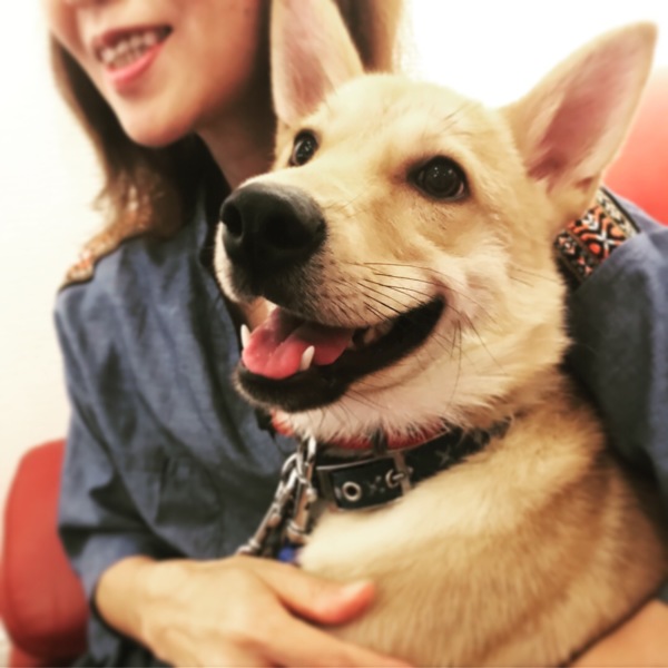 とても怖がりですが懐けば 愛知県 犬の里親募集 1997 ペットのおうち 月間利用者150万人