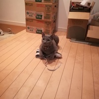 のあ