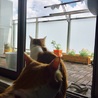 しろしまねこ