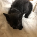 【再募集】産まれて1ヶ月、美形の仔猫です。