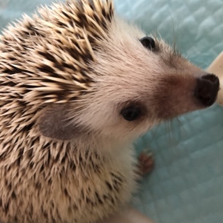 ハリネズミ 1歳半の女の子