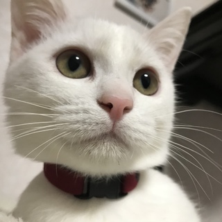 お利口さんの白猫♡一歳なったばかりの♀