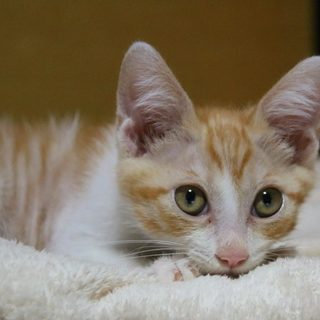  【すもも君】気配り上手、愛され肌の茶白子猫