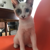 くー