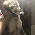 フェレットの里親募集