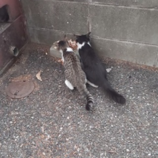 きじ白、シロクロ、２匹います