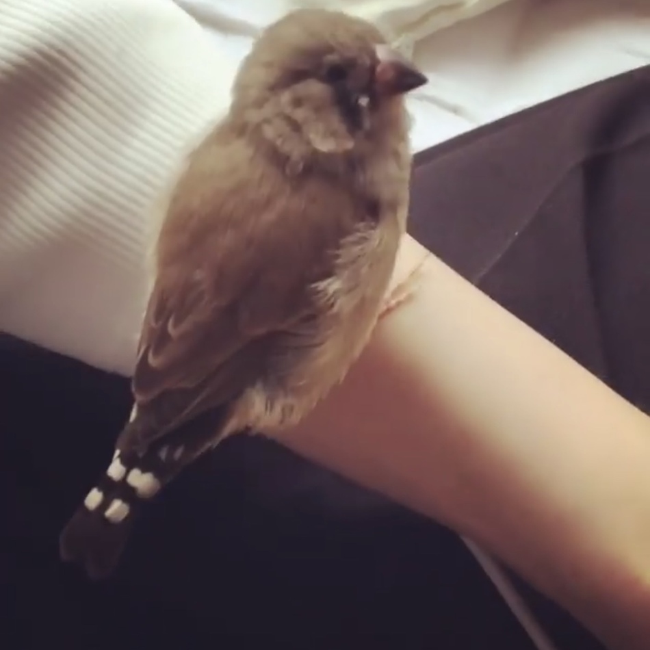 錦華鳥のカバー写真