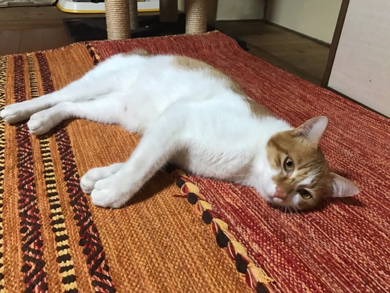 仲良し白茶３兄弟★福ちゃん！ サムネイル2