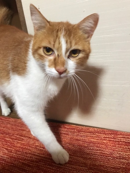 仲良し白茶３兄弟★福ちゃん！ サムネイル1