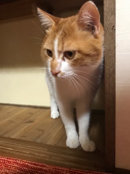 仲良し白茶３兄弟★福ちゃん！ サムネイル3