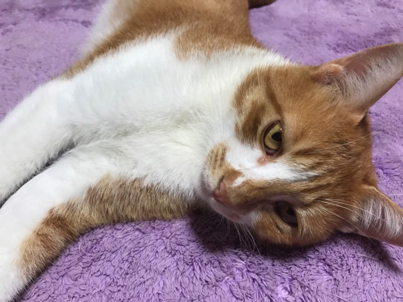 仲良し白茶３兄弟★福ちゃん！ サムネイル4