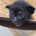 黒猫君、TNRでの出来事です