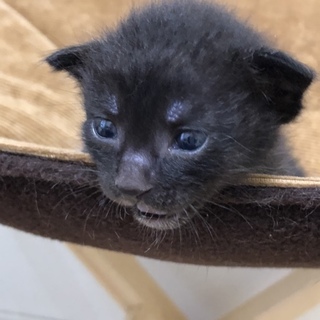 黒猫君、TNRでの出来事です