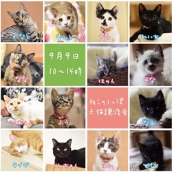 ねこのしっぽ子猫譲渡会 サムネイル1