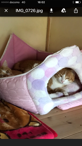 仲良し白茶３兄弟★福ちゃん！ サムネイル5