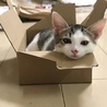どのダンボールも好きみたいです。猫さんというのは箱があれば一応入ってみるのですか？
