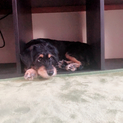 生後4カ月の犬