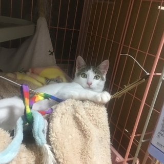 アイラインくっきりおめめパッチリ☆美猫キジシロくん