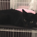黒猫（女の子）人懐っこい美人さんです