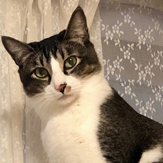 珍しい柄のイケメン白キジ、ここのつ