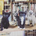 元気でかわいい４兄妹(=^x^=)