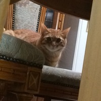 チャトラ
