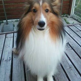 イケメンなシェルティーです