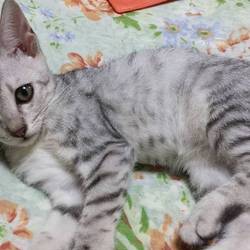 9月9日(日)三鷹で猫の譲渡会を行います。